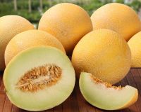 Ozis Glia dinnye palnta 12 cm-es cserpben