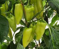  Garam paprika palnta 10,5 cm-es cserpben ID
