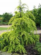  Cedrus  de.'Golden  Horizon'  CLT5