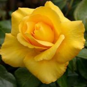 Golden Perfume teahibrid magastrzs gykrcsomagolt rzsat