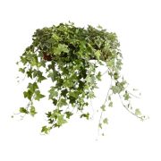 Hedera helix - Kznsges borostyn szobanvny 12 cm-es cserpben, 20/30 cm