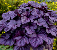  Heuchera 'wildberry' vel tzes 14 cm cserpben