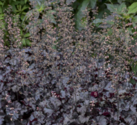  Heuchera 'blak pearl' vel tzes 14 cm cserpben