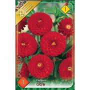  Dahlia Pompon Glow pompon dlia gum 1'