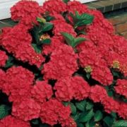  Hydrangea macrophylla hortenzia 22 cm
