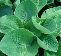  Hosta 'abiqua drinking gouard' vel 14 cm cserpben