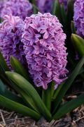  Hyacinthus Purple Voice cserepes jcint 12 cm-es cserpben, 1 db