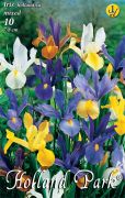  Iris hollandica mix vegyes risz virghagymk 1'