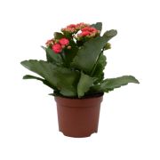 Kalanchoe korallvirg tbb sznben 10,5 cm-es cserpben, kb. 15 cm magas