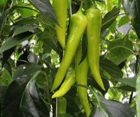 Ozis Kard paprika palnta 10,5 cm-es cserpben ID