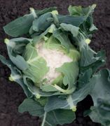 Brassica all year round karfiol palnta tlcban