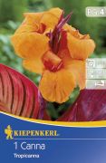 Kiepenkerl Canna Tropicanna knna gum 4'