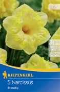 Kiepenkerl Narcissus Snowtip nagykoronj nrcisz virghagymk (szllts 2024.09.01-09.15 kztt)