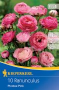 Kiepenkerl Ranunculus Picotee Pink rzsaszn boglrka virghagymk 3'