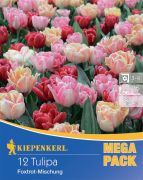 Kiepenkerl Tulipa Foxtrot-Mischung vegyes korai teltvirg tulipn virghagymk MEGA PACK (szllts 2024.09.01-09.15 kztt)