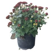  Chrysanthemum bord krizantm 12 cm-es cserpben kb. 10 cm magas