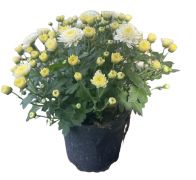  Chrysanthemum fehr krizantm 12 cm-es cserpben kb. 10 cm magas
