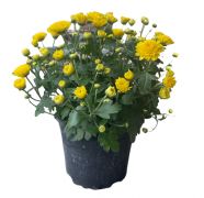  Chrysanthemum srga krizantm 12 cm-es cserpben kb. 10 cm magas