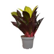  Codiaeum variegatum - Kroton szobanvny 12 cm-es cserpben, 20/30 cm