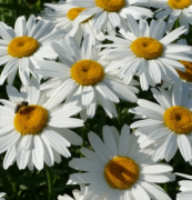  Leucanthemum x superbum 'becky' vel kerti margarta 14 cm cserpben