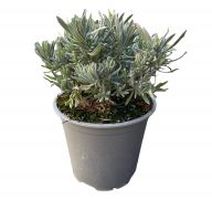  Levendula 14 cm-es cserpben