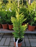  Cupressocyparis Leylandii 'Gold Rider' aranylomb leyland ciprus CLT3-as cserpben 30/40 cm