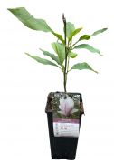  Magnolia Soulangeana liliomfa 2 literes kontnerben