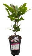  Magnolia Loebneri Merrill liliomfa 2 literes kontnerben (szi kinzettel, jelenleg nem tl szp)