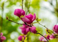  Magnolia Soulangeana 'Lennei' magnlia nagyvirg liliomfa CLT18-as cserpben 100/125 cm