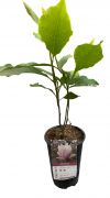  Magnolia Soulangeana liliomfa 2 literes kontnerben (szi kinzettel, jelenleg nem tl szp)