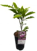  Magnolia Susan liliomfa 2 literes kontnerben