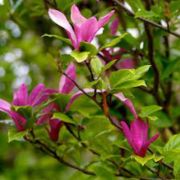  Magnolia 'Susan' purple lily liliomfa CLT10-es cserpben 80/100 cm