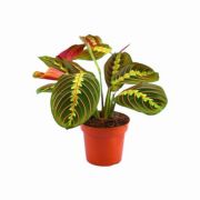  Marantha nylgykr 12 cm-es cserpben, 10/15 cm