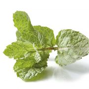 Ozis Marokki menta palnta 12 cm-es cserpben KK, ID