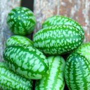  Cucumis melo mini-grgdinnye palnta 12 cm-es cserpben