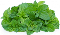 Ozis Narancs menta palnta 12 cm-es cserpben