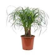  Nolina elefntlb szobanvny, 12 cm-es cserpben, 30/40 cm