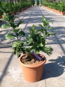  riscitrom Citrus Medica (Cdrt) Lv12 60/80