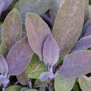  Salvia officinalis mix lila level orvosi zslya 14 cm-es cserpben