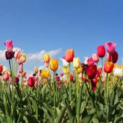  Őszi virághagymák szezon végi kiárusítása -%