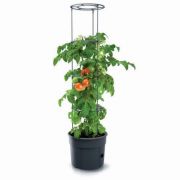  paradicsomtermeszt ltetcserp 40 cm