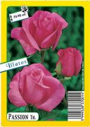  Passion teahibrid gykrcsomagolt rzsat