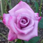  Passion teahibrid magastrzs gykrcsomagolt rzsat