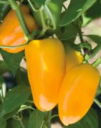 Ozis Patak paprika palnta 10,5 cm-es cserpben ID