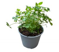  Petrezselyem 14 cm-es cserpben