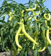  Pfefferoni chili paprika palnta 12 cm-es cserpben