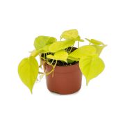  Philodendron scandens Ksz philodendron szobanvny 12 cm-es cserpben, kb. 20 cm