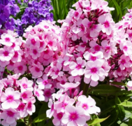  Phlox paniculata 'bright eyes' vel bugs lngvirg 14 cm cserpben