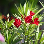  Nerium oleander trzses piros cserepes leander 20 cm-es cserpben