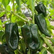  Poblano chili paprika palnta 12 cm-es cserpben